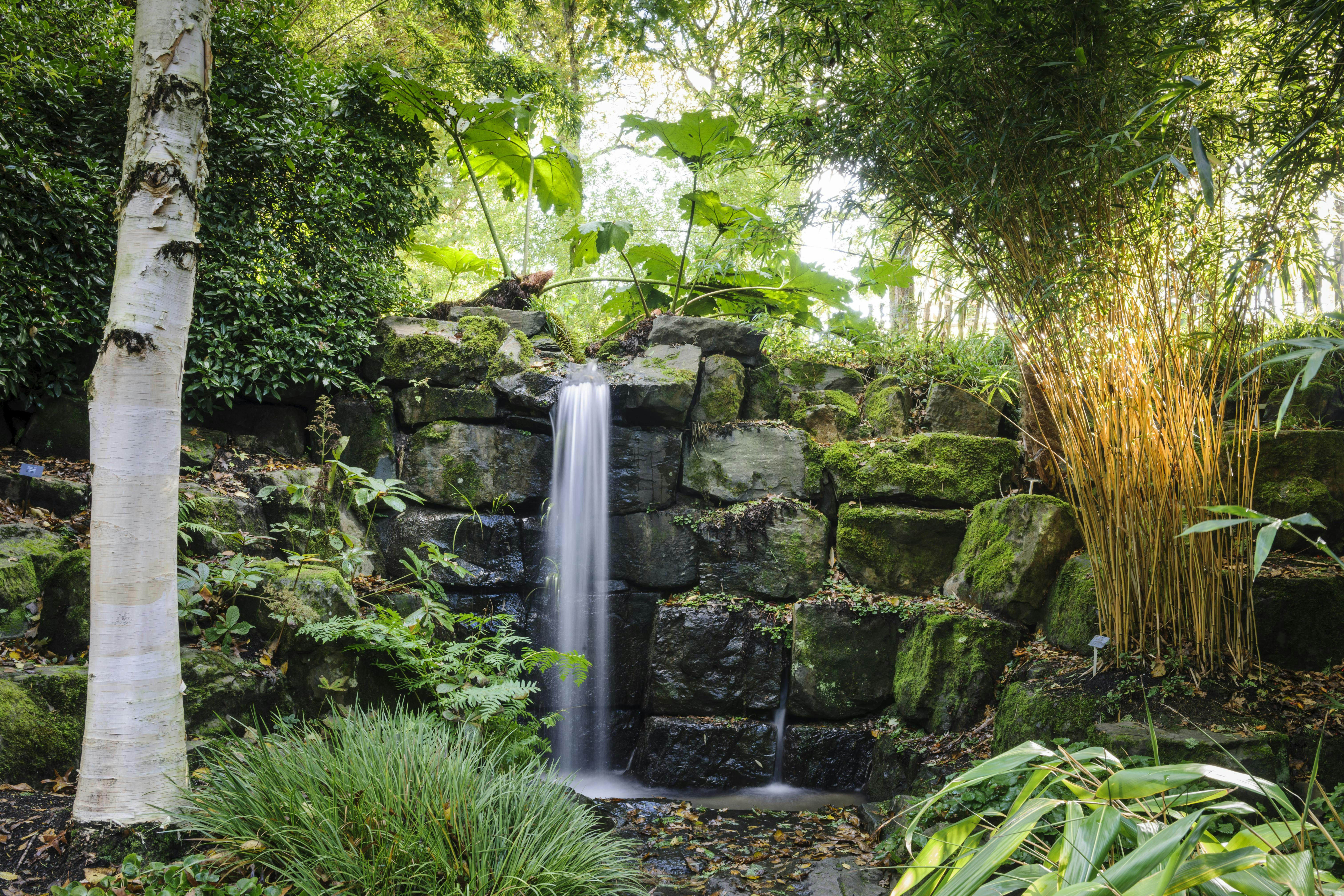 Une petite cascade coule sur des rochers couverts de mousse, entourée de plantes vertes luxuriantes, de bambous et d'un tronc d'arbre blanc.