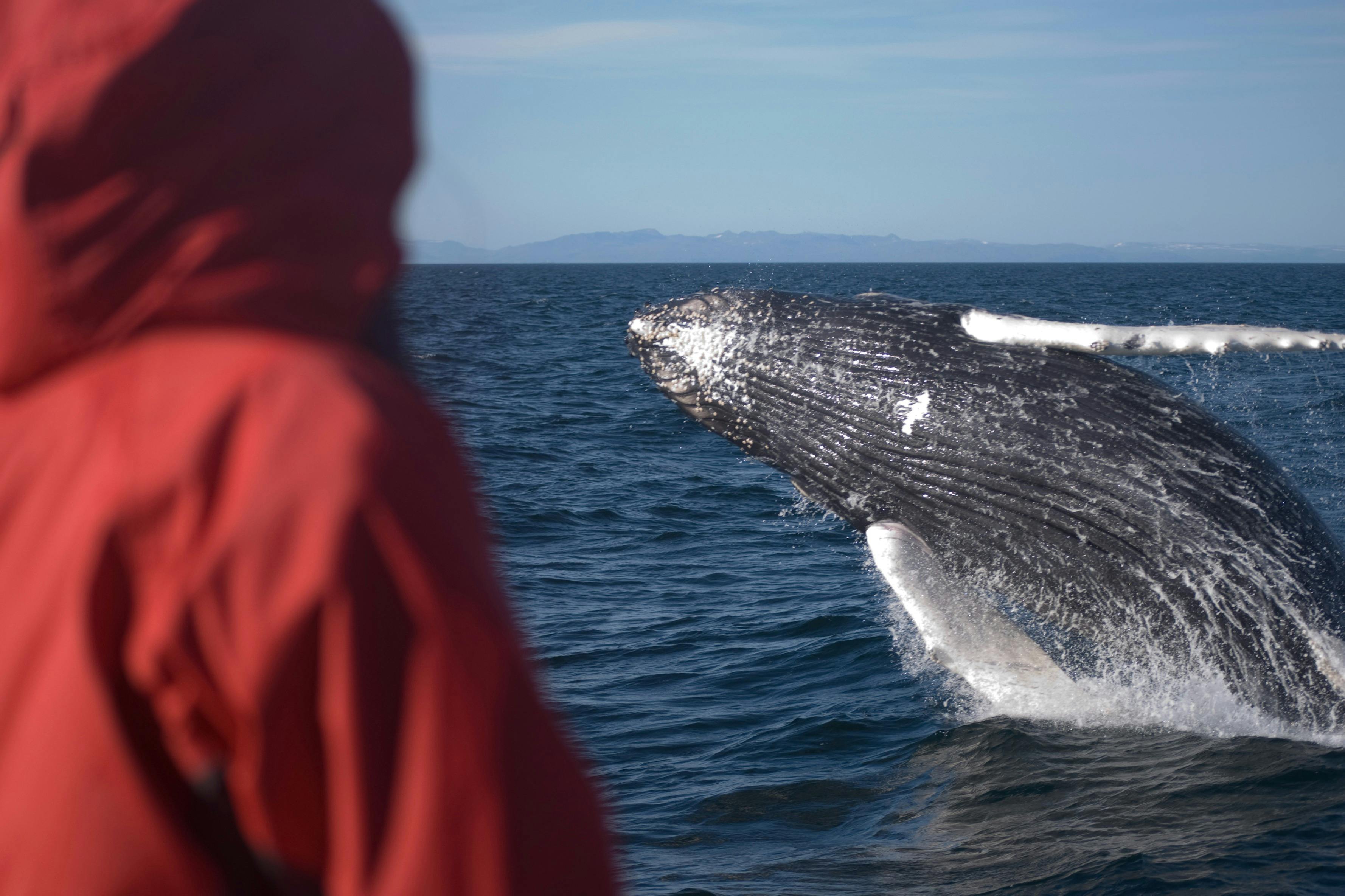 A humpback wale breaches out of the water in front of a person in red.