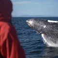 Uma baleia jubarte sai da água na frente de uma pessoa de vermelho.