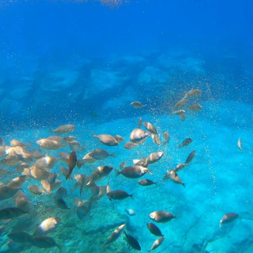 Navarone Bay: Hippo Submarine Ride with Swim - Photo 5