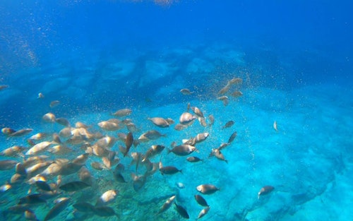 ナバロン湾：カバ潜水艦での水泳(即日発券)