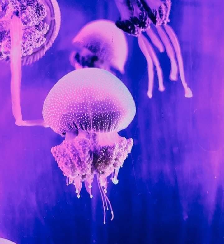 Medusa con campana a forma di cupola e tentacoli pendenti, illuminata da una vibrante luce viola.