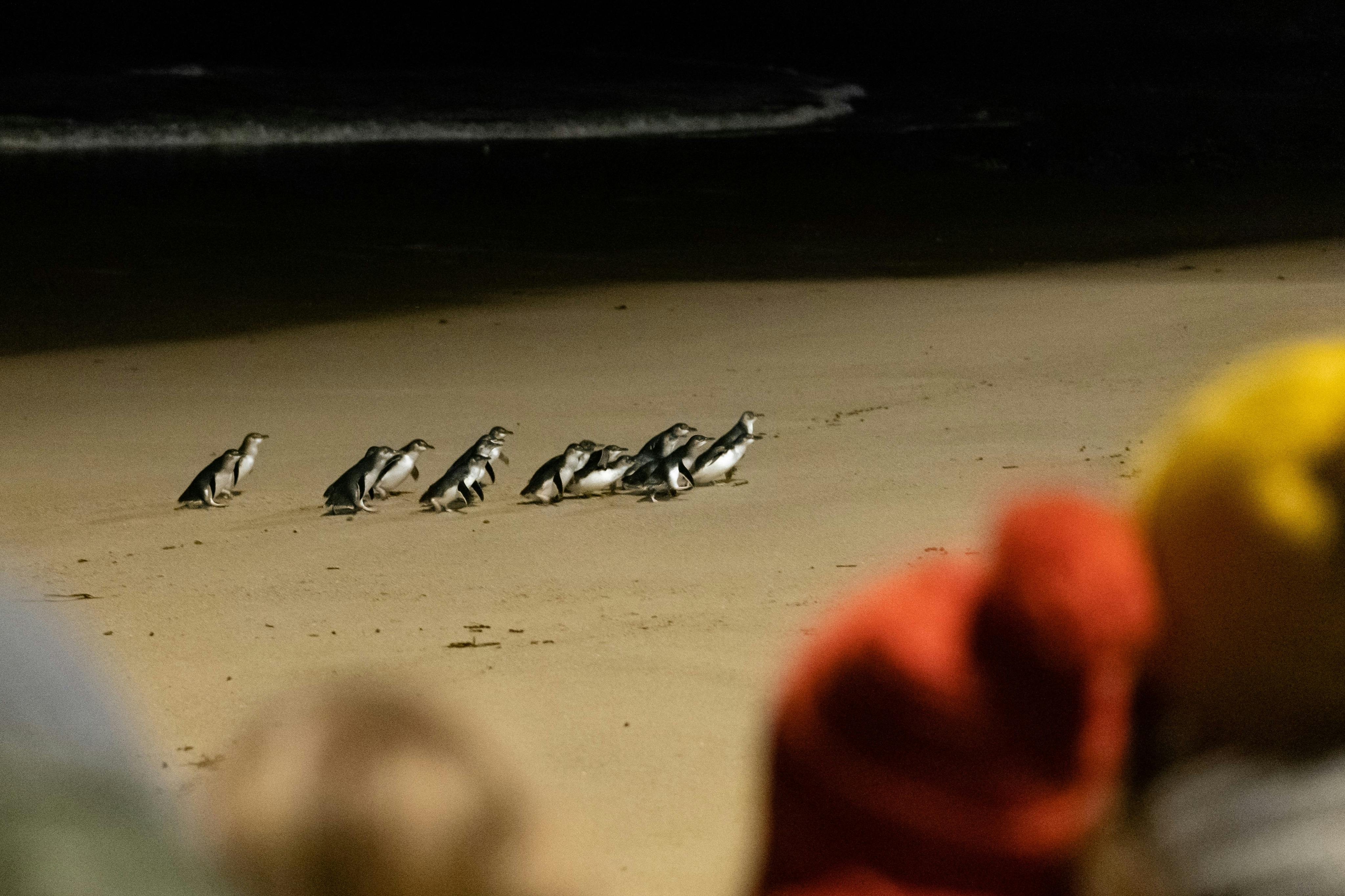 Phillip Island Penguin Parade