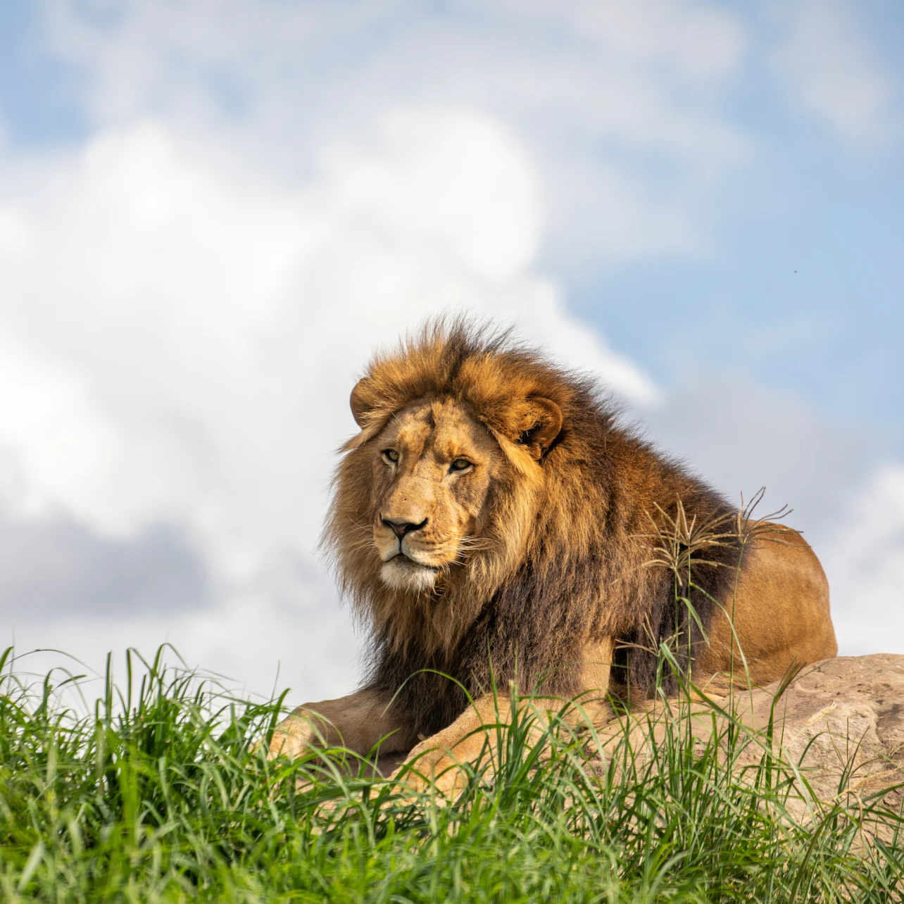 Sydney Zoo: Entry Ticket in Sydney β Tiqets