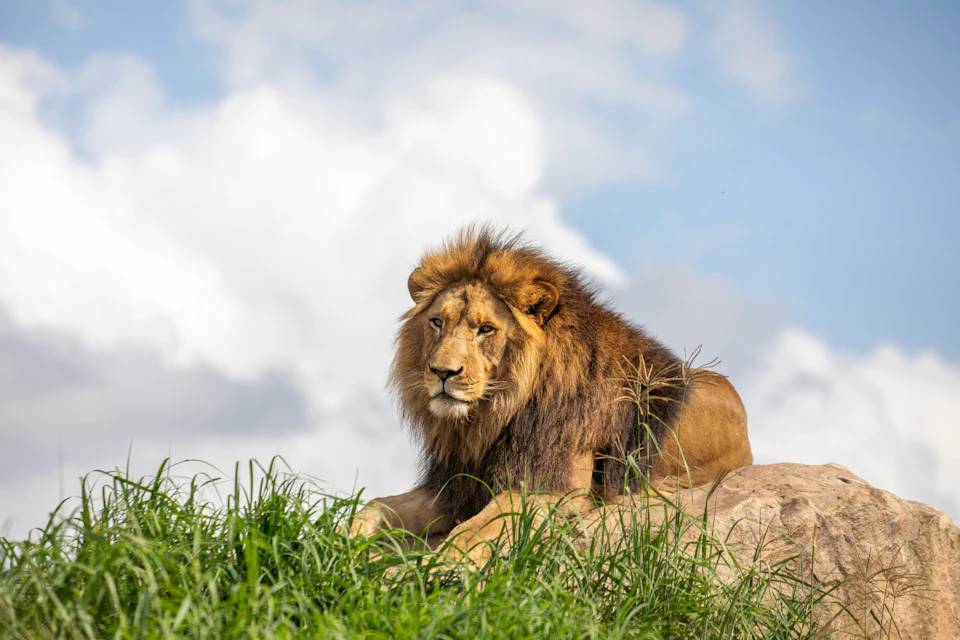 See over 4,000 awe-inspiring and endangered species from around the world.