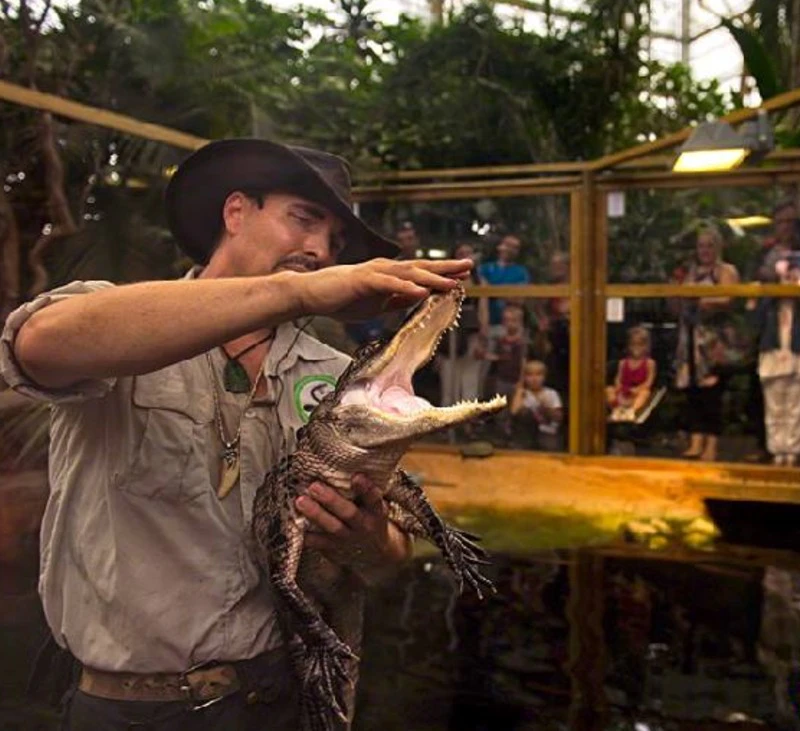 A man in a hat holds a small crocodile with its mouth open, while people watch from behind a glass enclosure in a jungle-like setting.