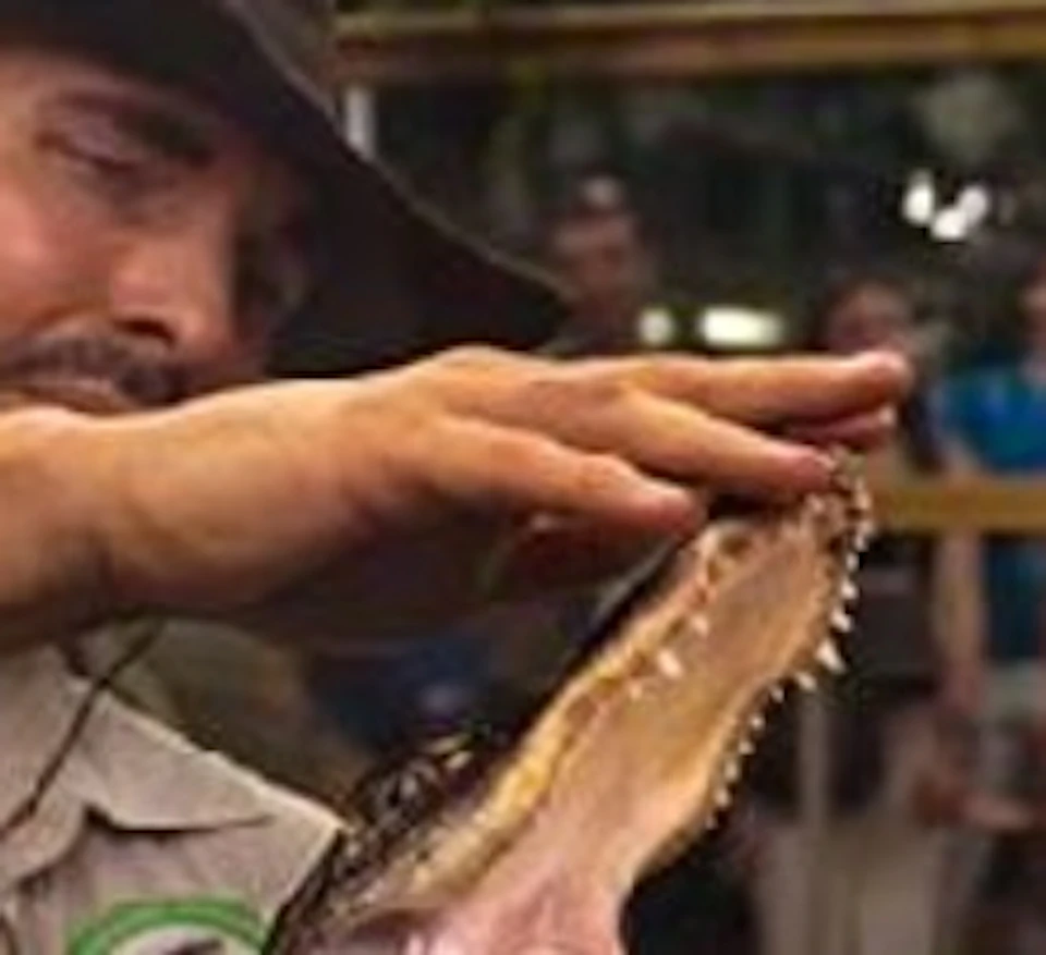 A man in a hat holds a small crocodile with its mouth open, while people watch from behind a glass enclosure in a jungle-like setting.