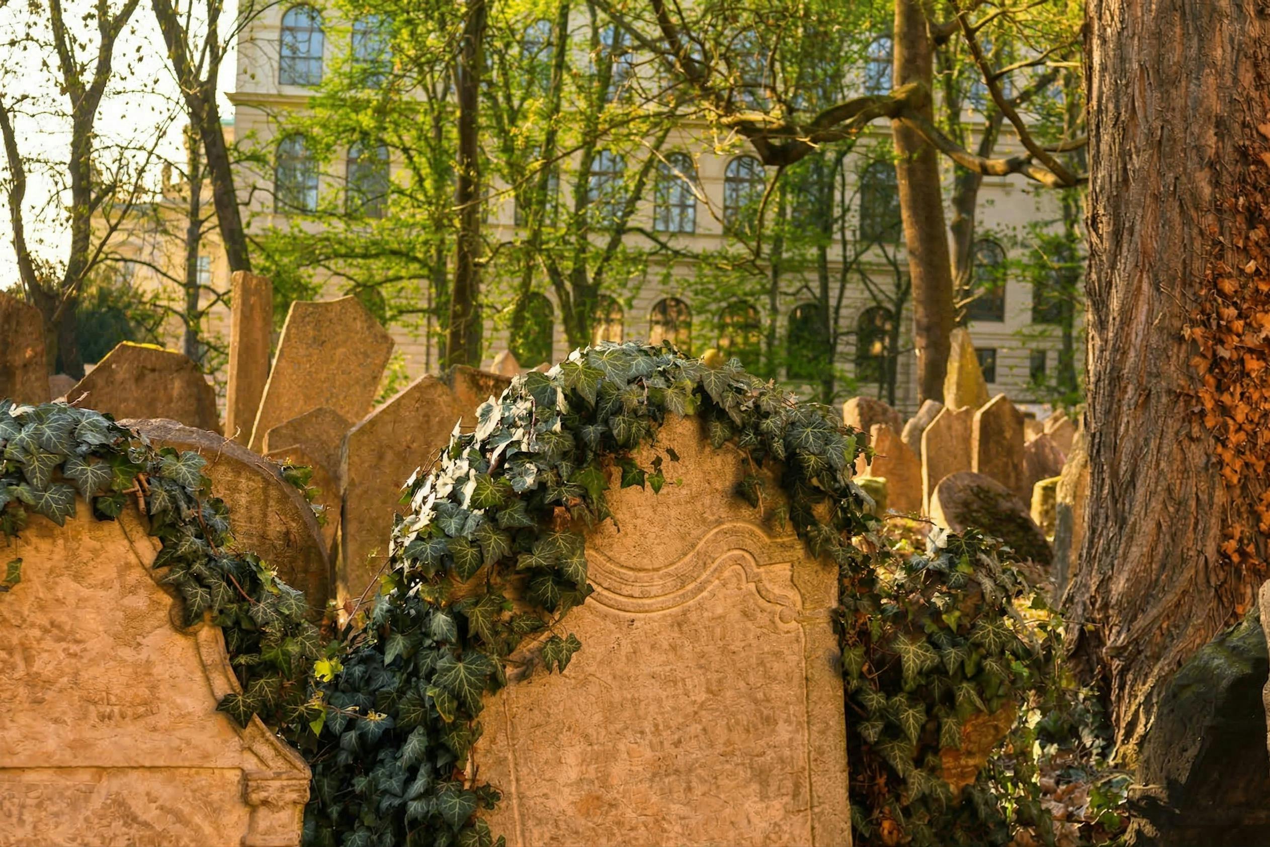 나무와 유서 깊은 건물을 배경으로 햇살이 내리쬐는 공동묘지에서 담쟁이로 뒤덮인 오래된 묘비.