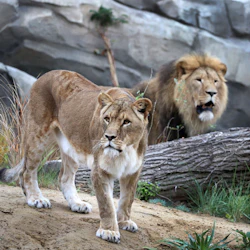 En lejoninna står på sandig mark med ett hanlejon i bakgrunden, omgivet av stenar och vegetation.