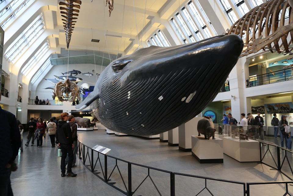 A large blue whale model suspended in a museum gallery, with visitors observing and exhibits displayed around.