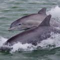 Delfines salvajes nadando cerca del barco Dolphin Racer