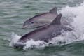 Wilde Delfine schwimmen in der Nähe des Dolphin Racer Bootes