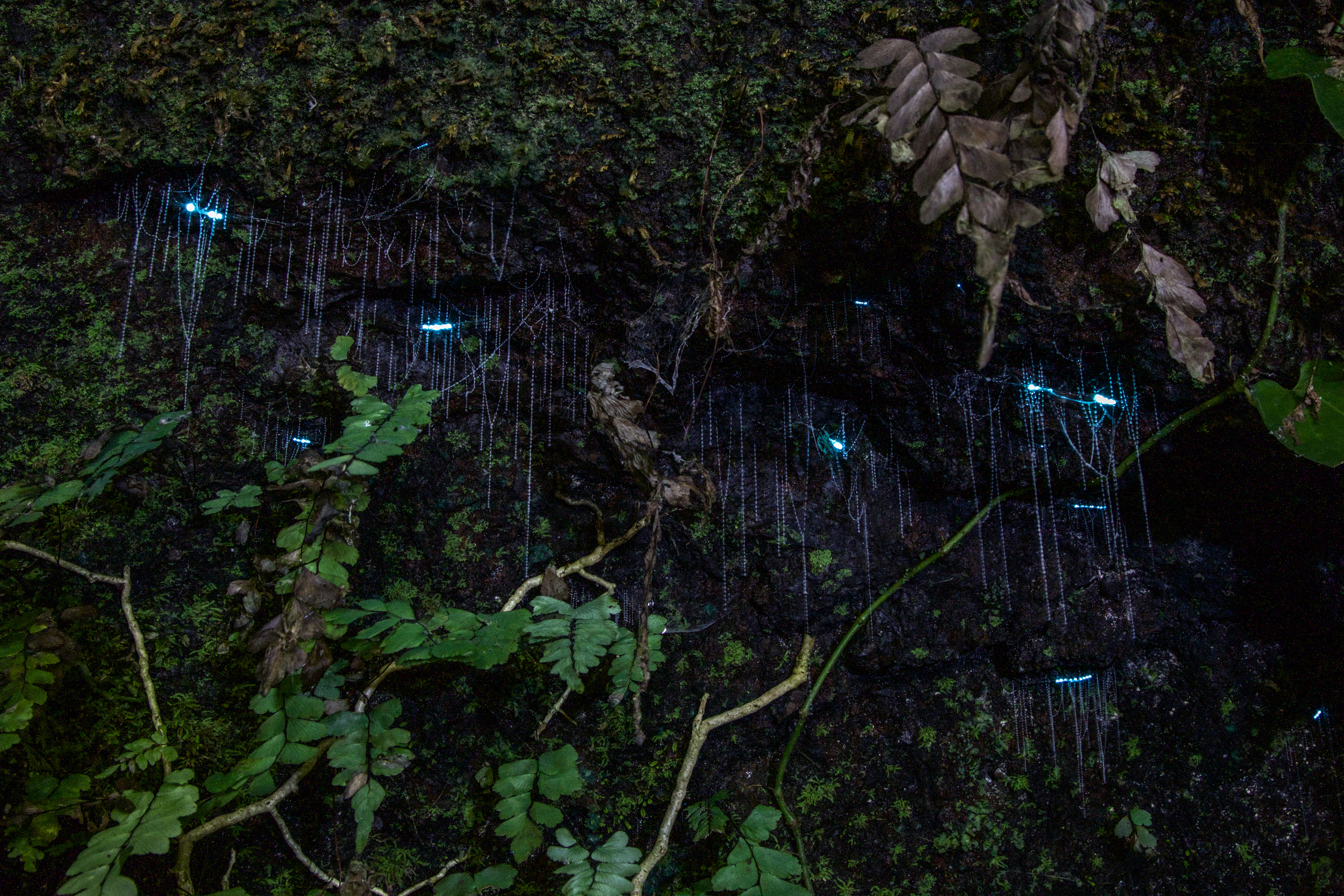 Nocturnal Evening Rainforest & Glow Worm Tour from Gold Coast