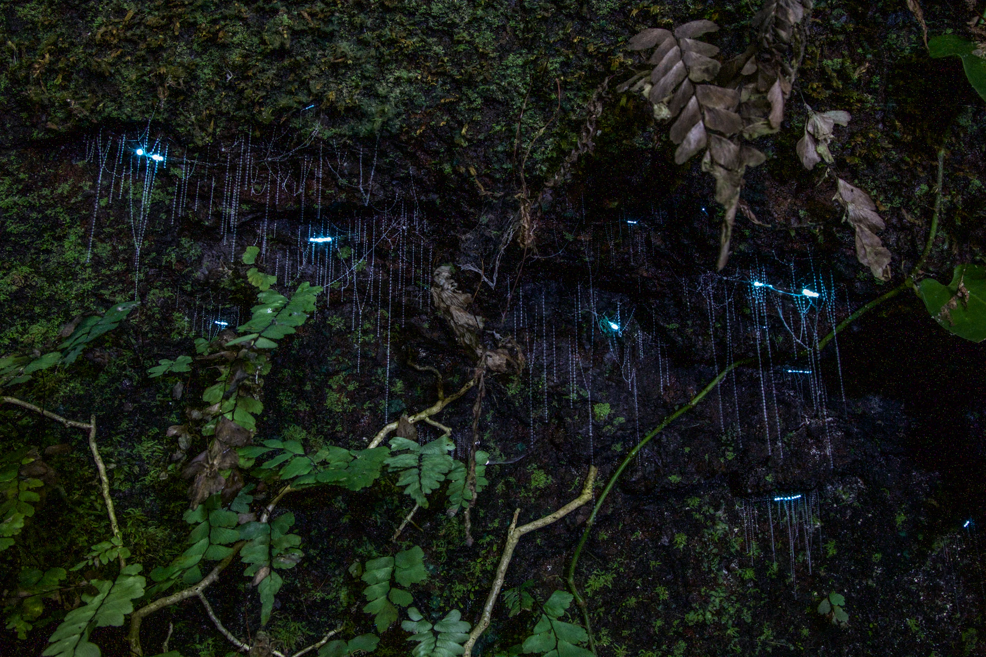 Glow Worms