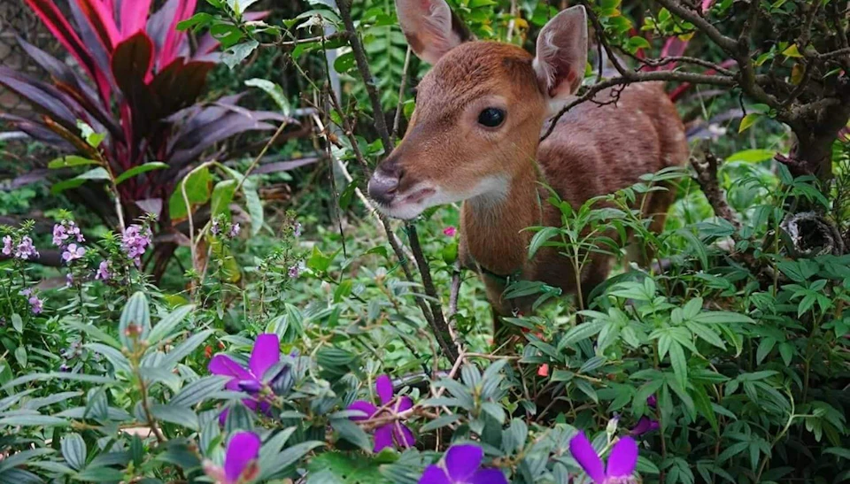 A young deer with light brown fur stands amidst green foliage and purple flowers in a natural outdoor setting.