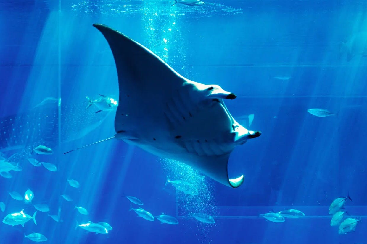 Okinawa Churaumi Aquarium: Entry Ticket - Photo 2
