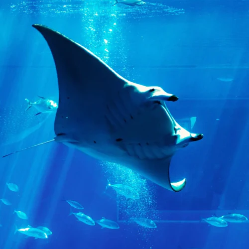 Okinawa Churaumi Aquarium: Entry Ticket - Photo 2