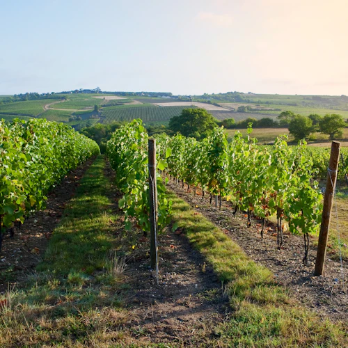 Vale do Loire: Visita guiada aos vinhedos de Vouvray de Tours + degustação - Photo 5