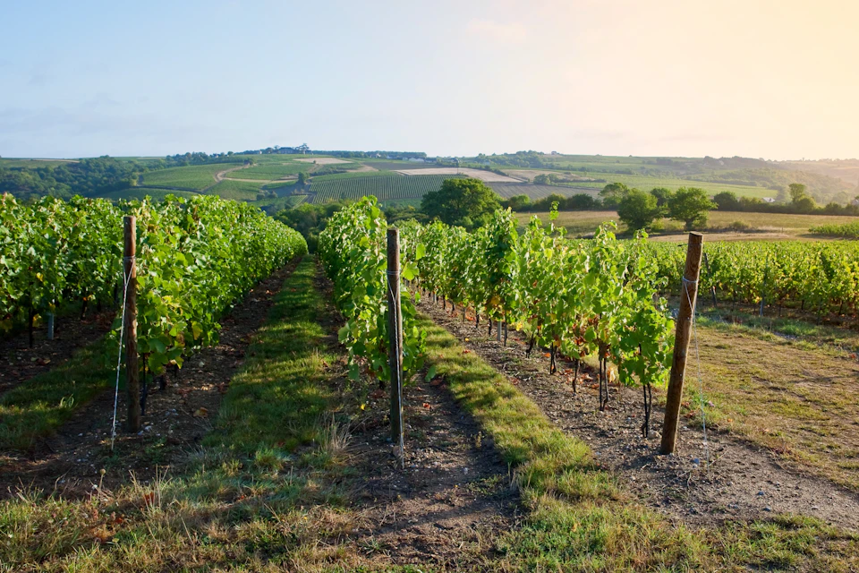 Loire vineyards