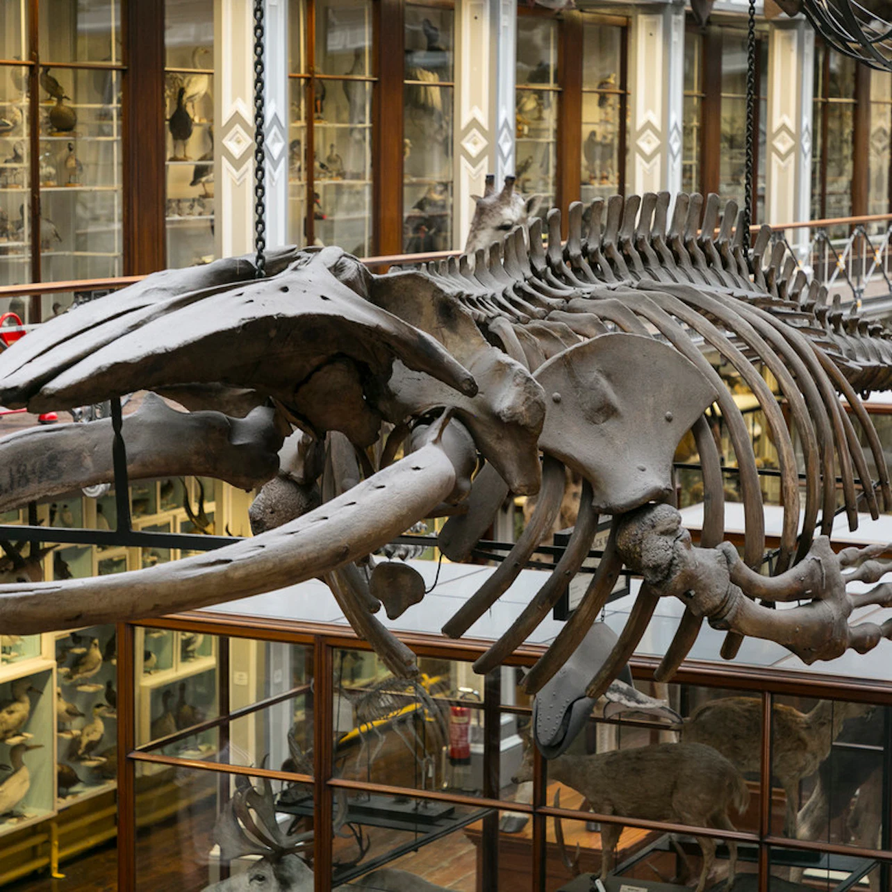 Dublin Pass: Entry to 40+ Attractions + Hop-on Hop-off Bus in Dublin – Tiqets