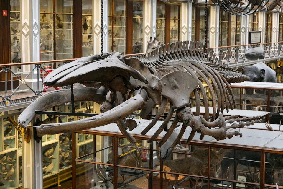 Skeleton of a whale displayed at Natural History museum