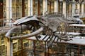 Esqueleto de ballena expuesto en el museo de Historia Natural