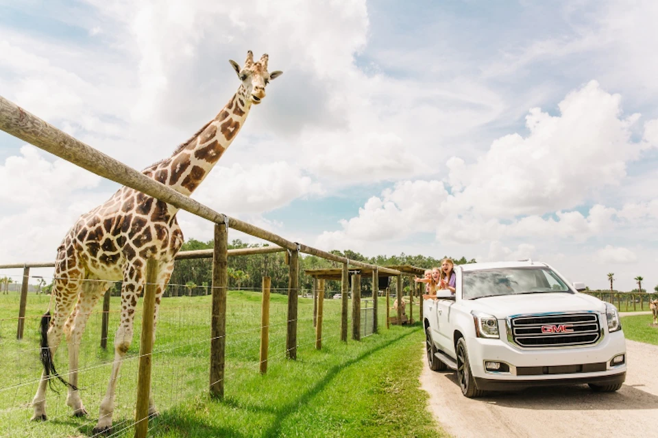 A giraffe leans over a fence next to a car with people leaning out, looking at the giraffe in an open field under a partly cloudy sky.
