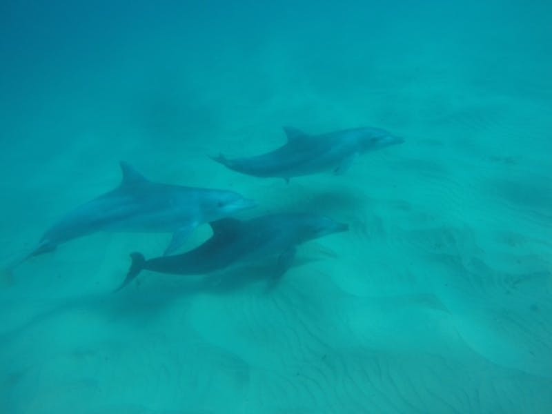 Three dolphins swimming underwater over a sandy seabed.