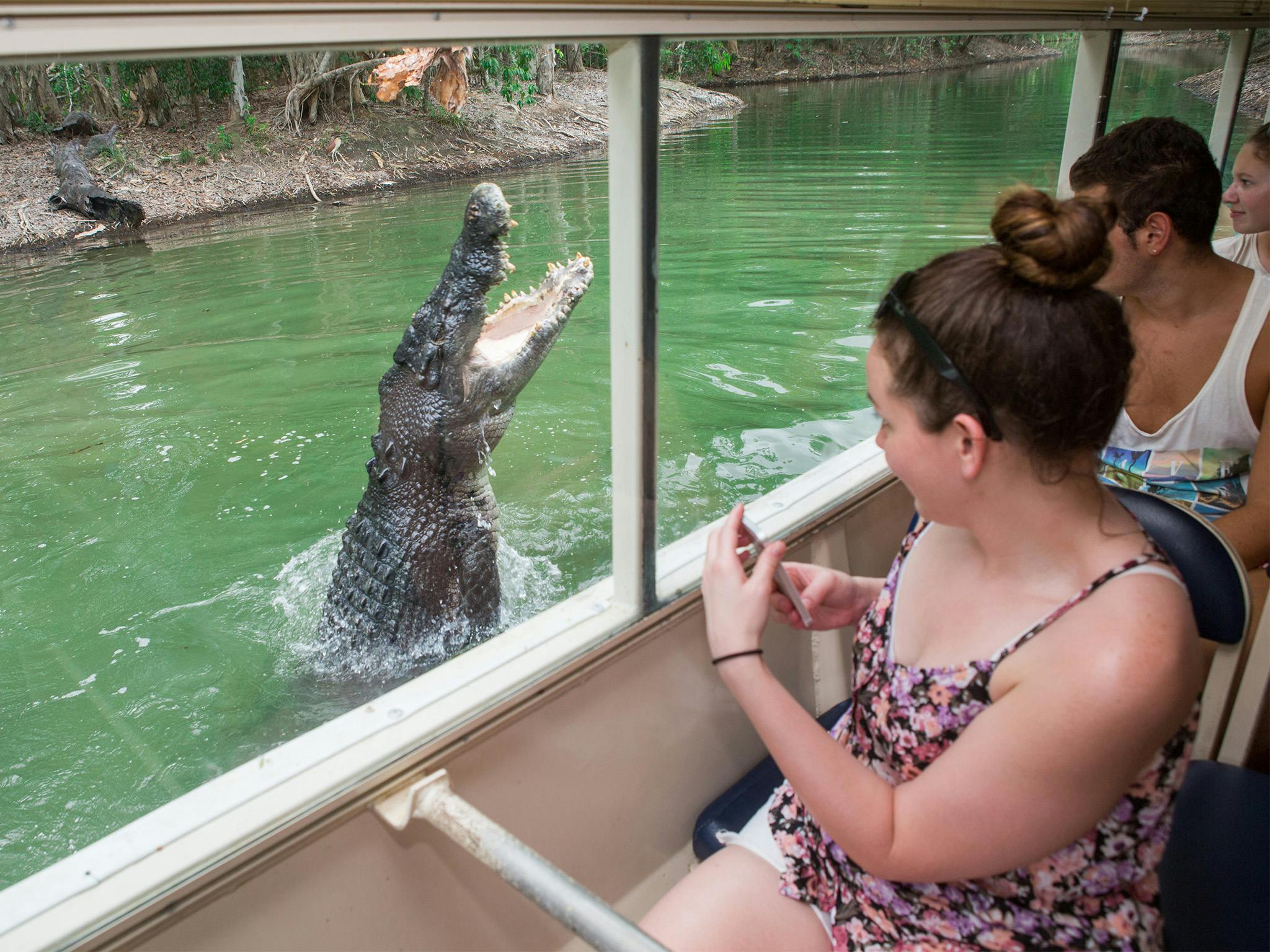 一条下巴张开的大鳄鱼从水面上出现在一艘船旁边。 乘客，包括一位拿着手机的女士，都要仔细观察。