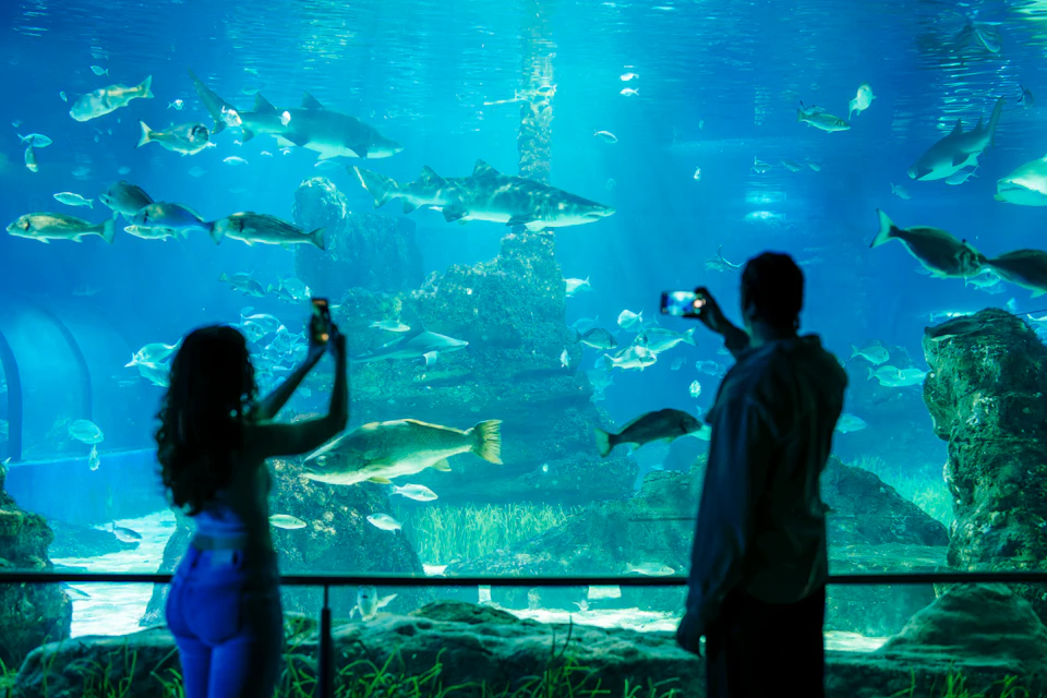 Two people taking photos of fish and underwater scenery in a large aquarium.