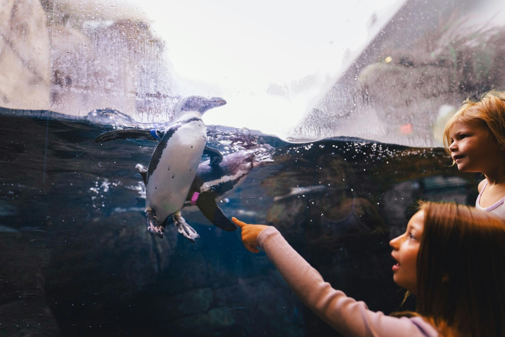 Ripley 's Aquarium of the Smokies