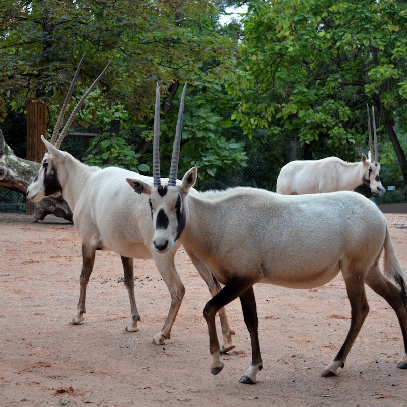 メナジェリー デュ ジャルダン デ プラント 植物園内の小動物園 のチケットーパリ Tiqets Com メナジェリー デュ ジャルダン デ プラント 植物園内の小動物園 のチケットーパリ Tiqets Com