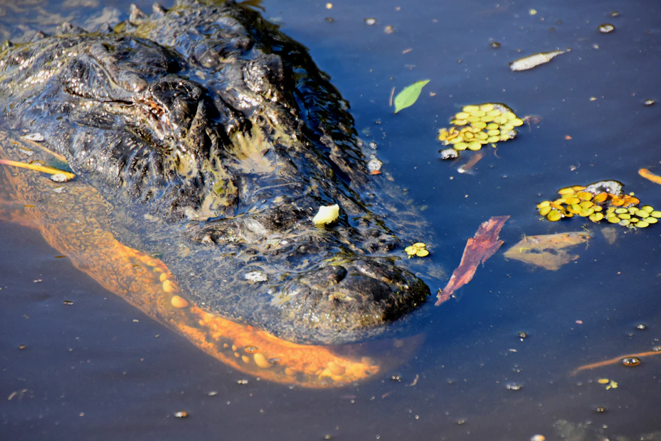 Crocodile partially submerged in murky water with floating leaves and debris.