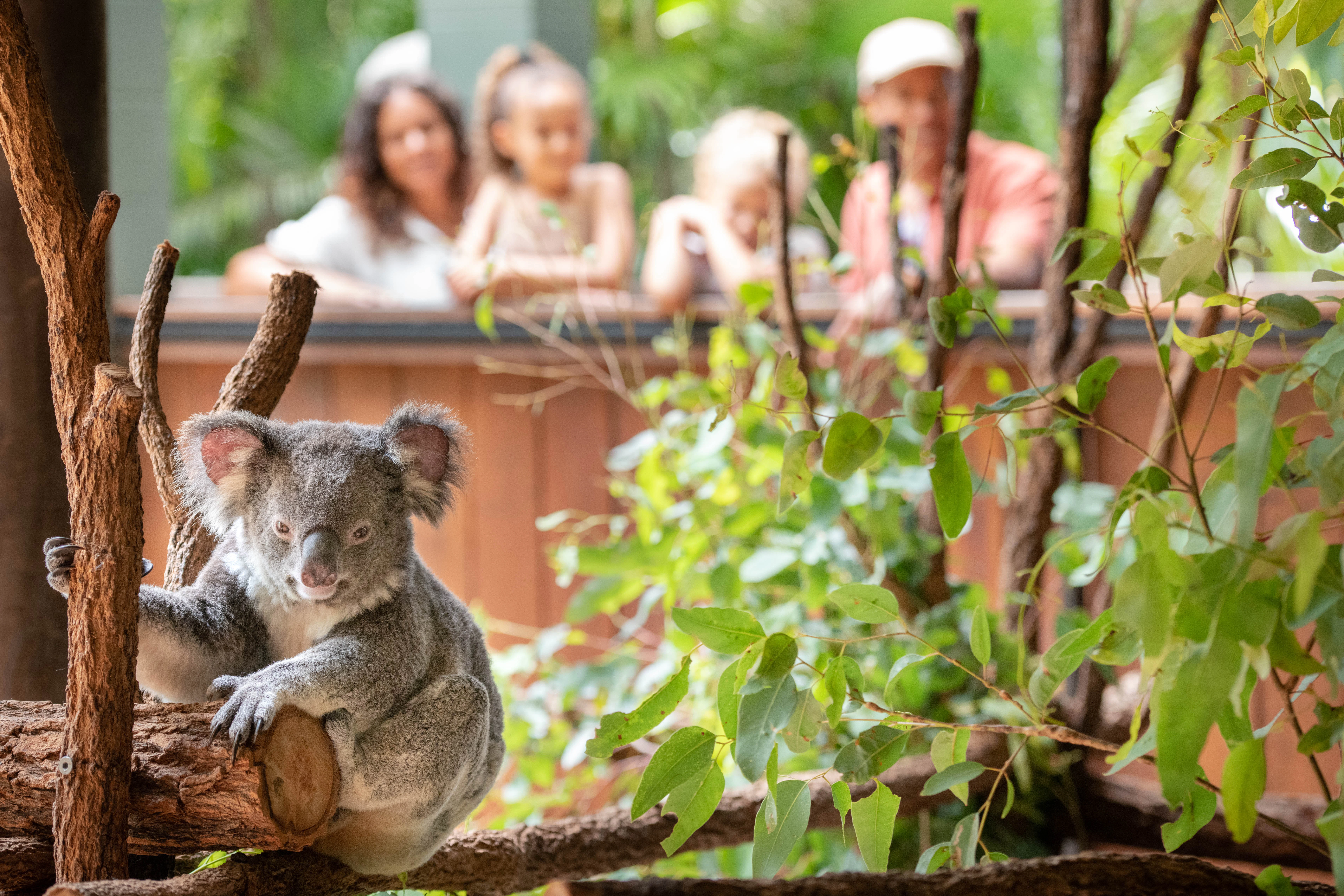Australia Zoo: Entrance + Transfer from Brisbane