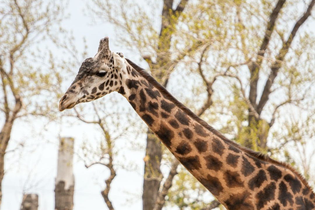 Detail hlavy a krku žirafy se stromy v pozadí.