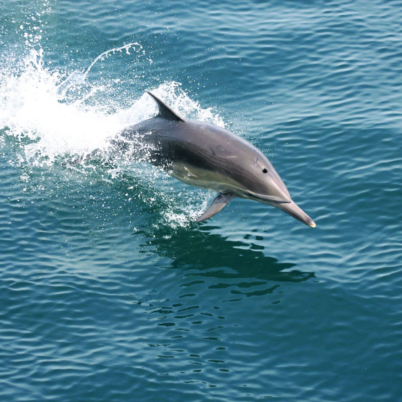 Aventura de observación de ballenas y delfines en San Diego - Alojamientos en San Diego