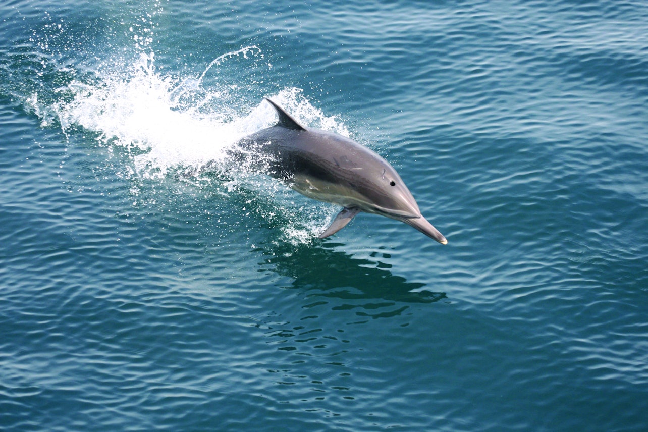 San Diego Whale & Dolphin Watching Adventure - Accommodations in San Diego
