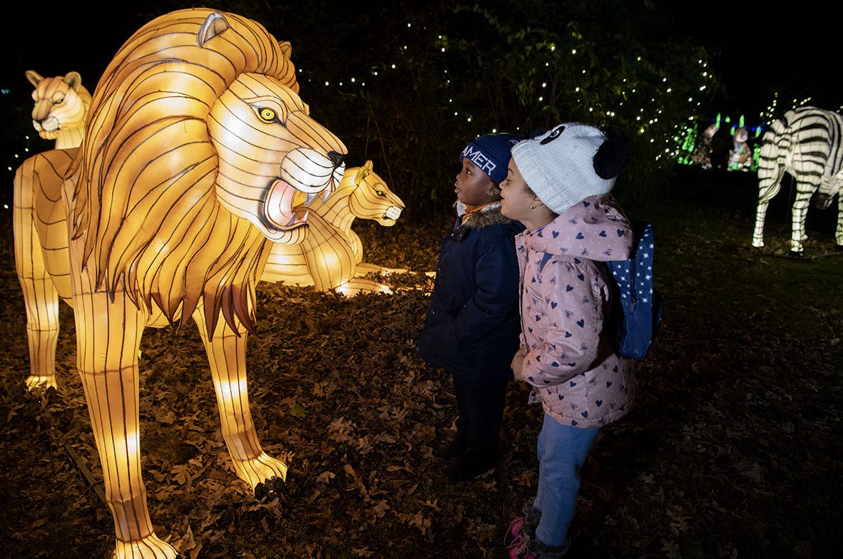 两个穿着冬季外套和帽子的孩子在夜间户外展示中欣赏着照亮的狮子灯。