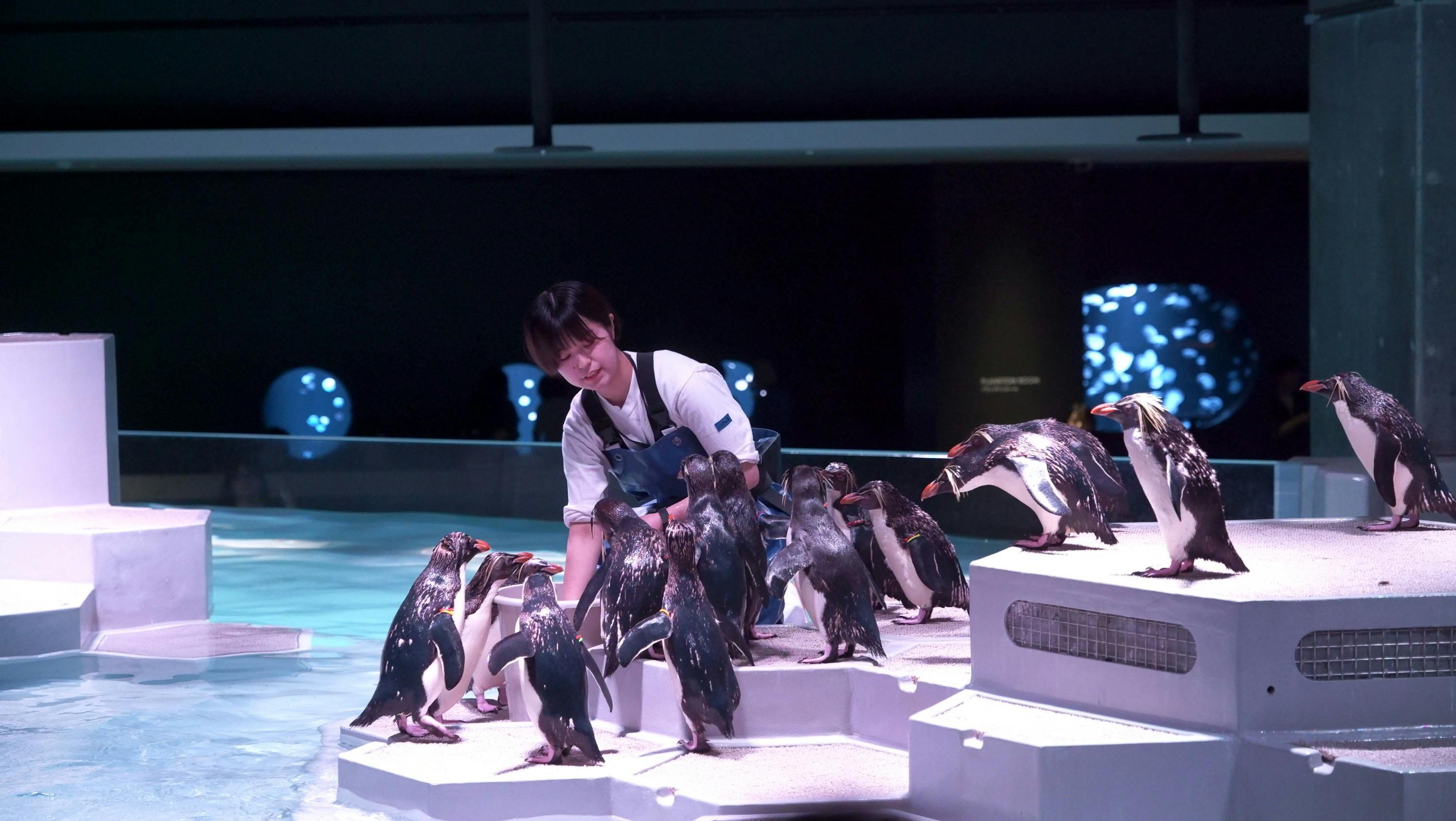 A person interacts with a group of penguins on a platform near a water area in an indoor setting.