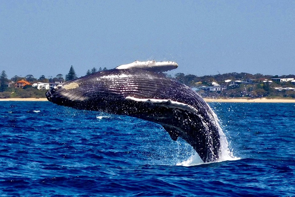 Whale Breaching off the Beach