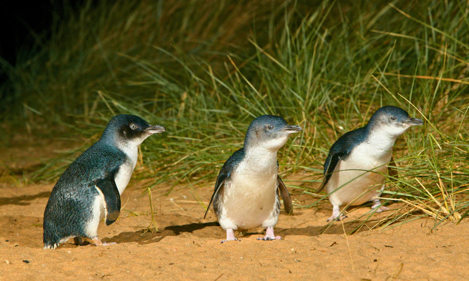 Three small penguins standing on sandy ground with green grass in the background.