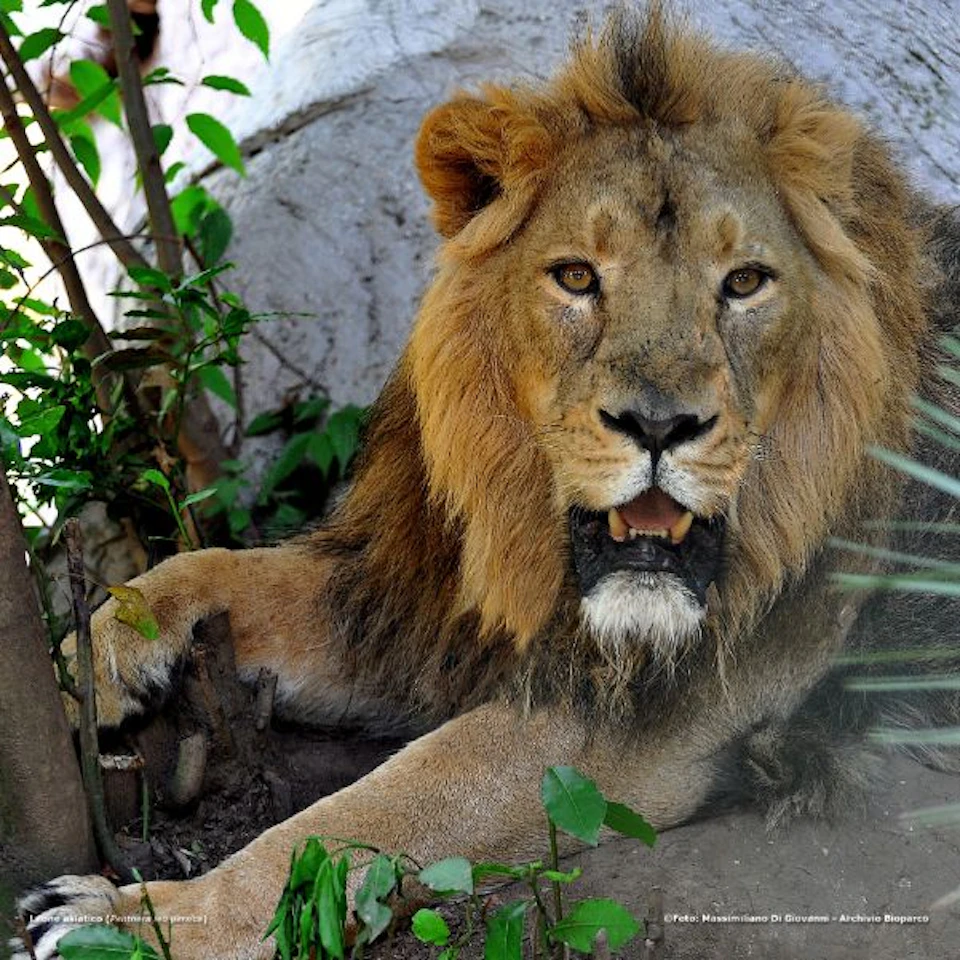 A lion rests on the ground among greenery, with a calm expression and its paw extended.
