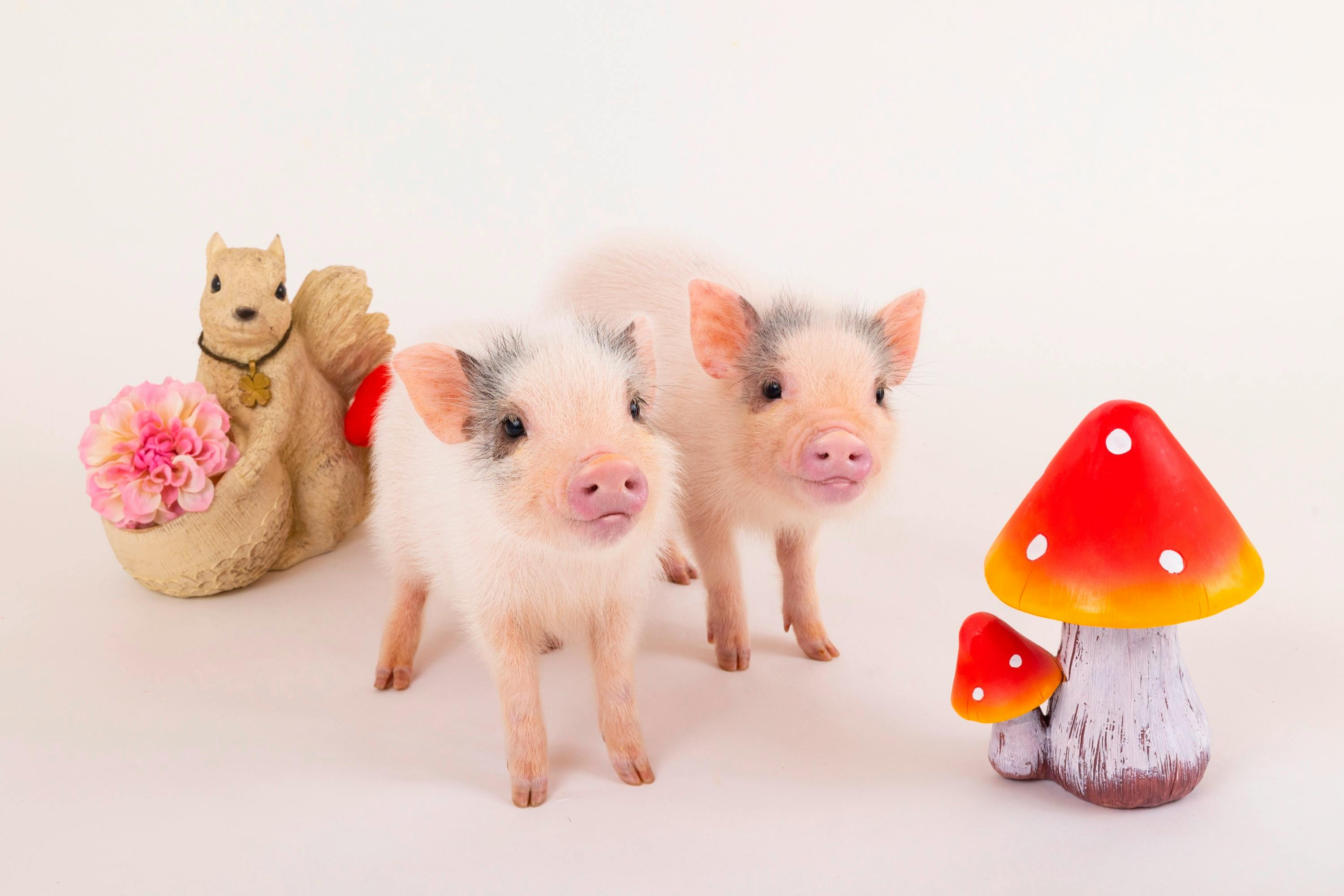 Two piglets with pink snouts stand between a squirrel figurine and a red mushroom ornament on a white background.