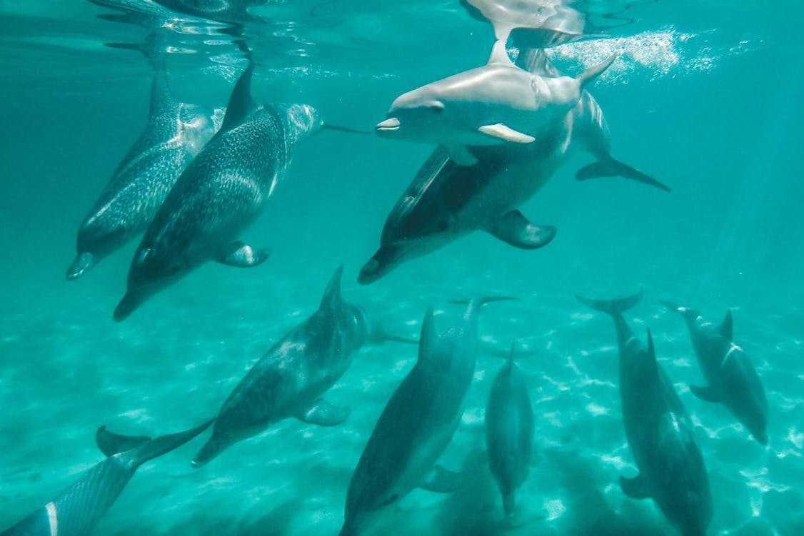 Αρκετά δελφίνια κολυμπούν κάτω από το νερό σε καθαρά γαλαζοπράσινα νερά, ρίχνοντας σκιές στον αμμώδη βυθό από κάτω.