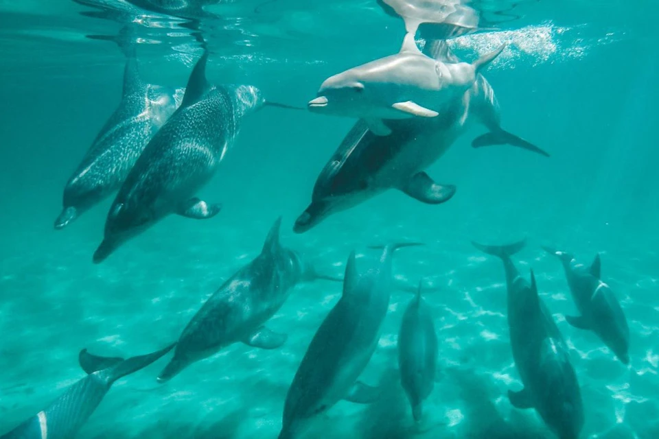 Several dolphins swimming underwater in clear turquoise water, casting shadows on the sandy seabed below.