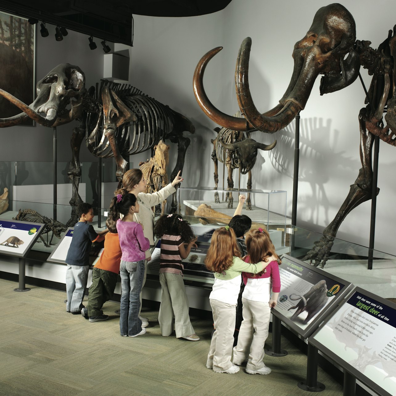 Museu Field de História Natural: entrada geral + exposições - Acomodações em Chicago