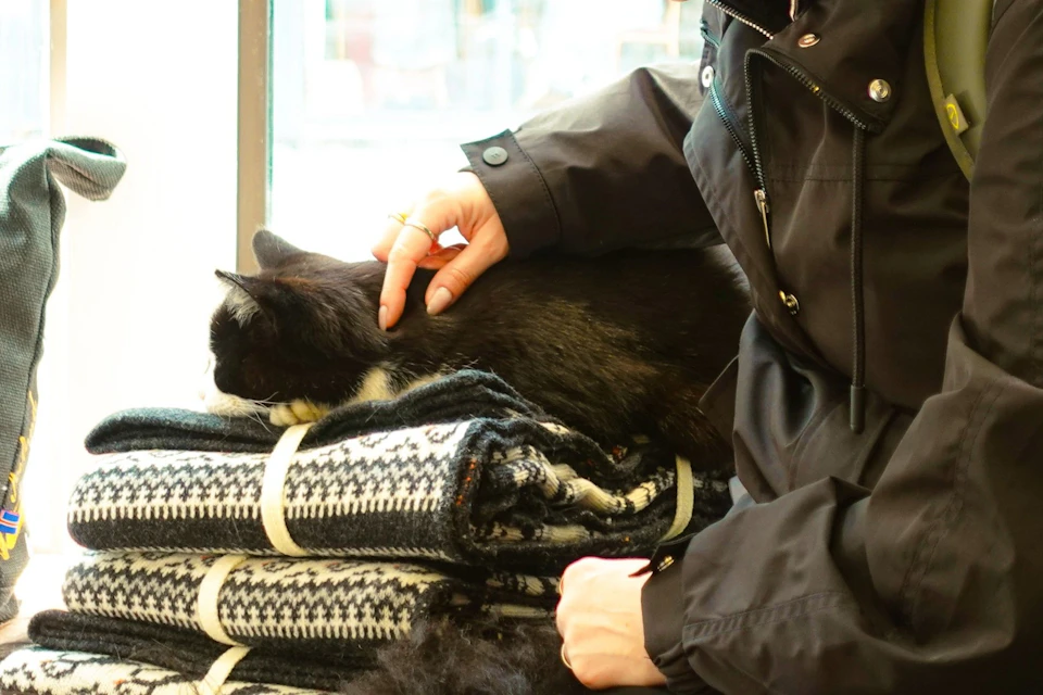 A person petting a black and white cat lying on folded patterned blankets near a window.