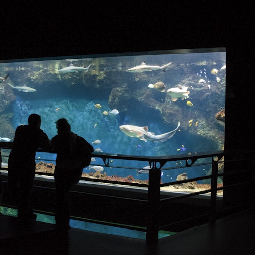 Aquarium of Lyon