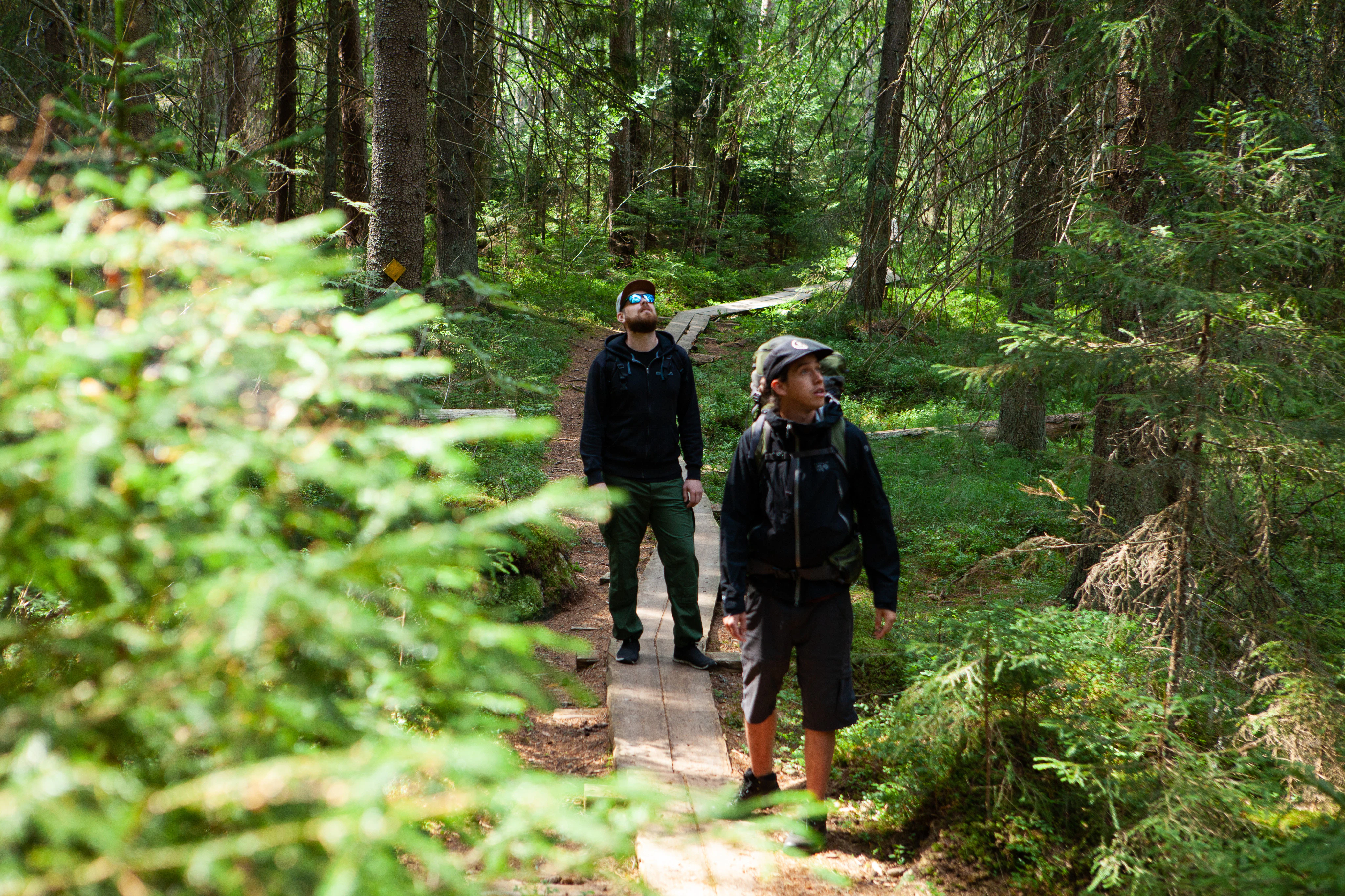 Helsinki: Magical Taiga Forest Hike