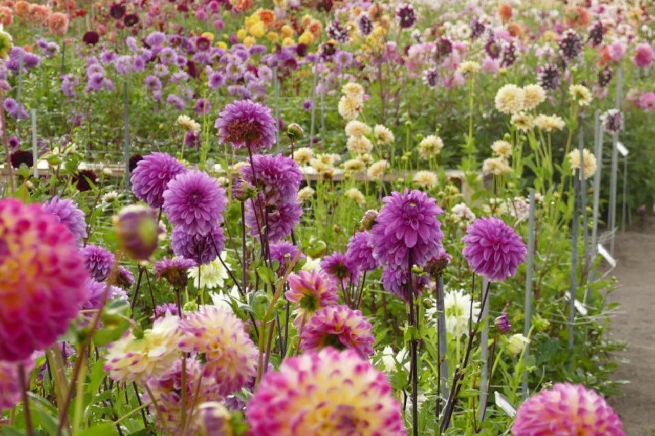 Un campo vibrante di dalie in fiore di vari colori, soprattutto rosa e viola, che si estende in lontananza.